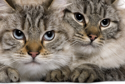 Dos gatos