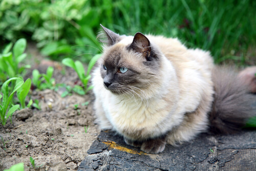 Gato balinés