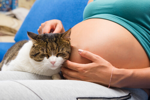 Mascotas y embarazo