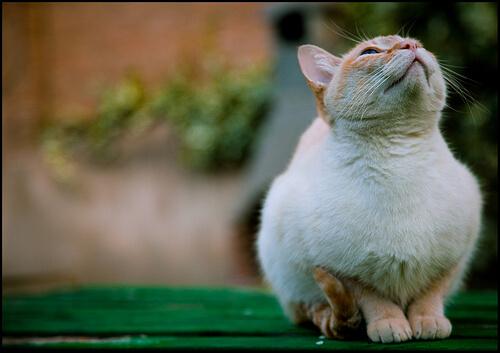 Pueden vivir juntos gatos y pájaros