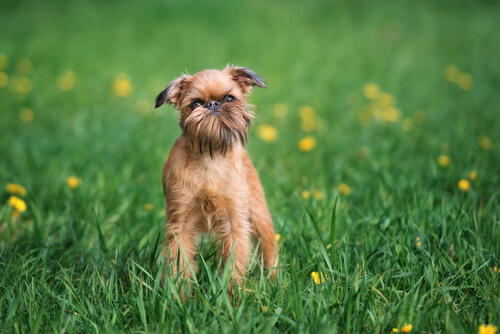 Perro grifon de bruselas en el campo