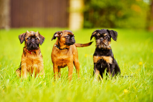 Tres perros grifon de bruselas en el cesped