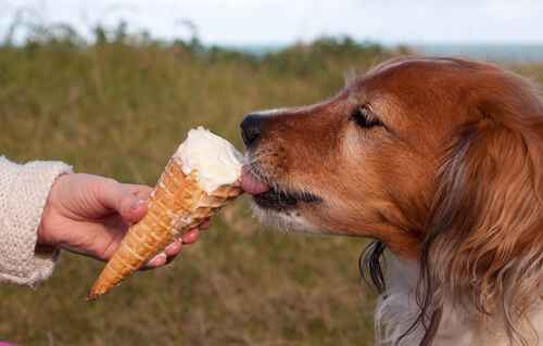 El helado casero para perros