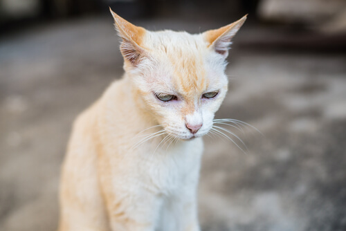 Lo que debes saber sobre la insuficiencia renal en gatos mayores