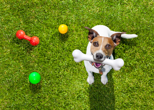 5 juegos para disfrutar con tu perro