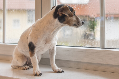 ¿Sabías que el sonido de la lluvia afecta al perro?