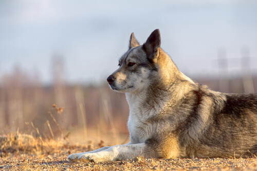 Laikas: un perro venido de Rusia