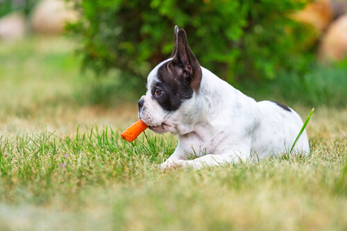 ¿Son buenas las zanahorias para tu perro?