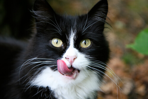 Gato con la lengua fuera