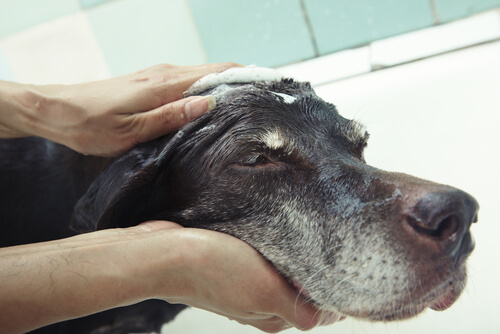 La limpieza del perro sin baño