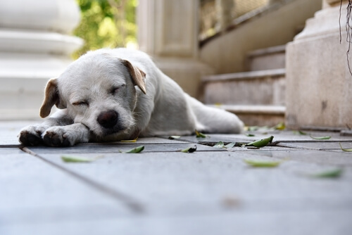 ¿Es cierto que los perros sueñan con sus dueños?