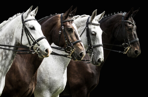 Nombres para caballos