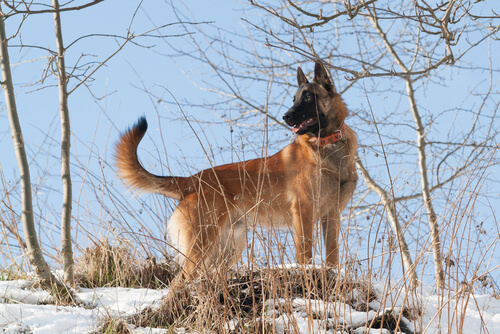 Perro en la nieve