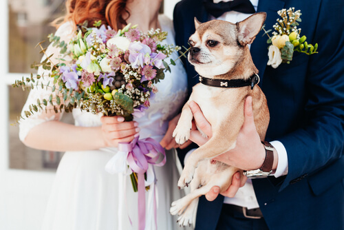 ¿Es posible que tu perro asista a una boda?