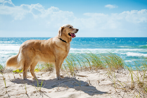 Descubre las playas de España y Portugal que permiten que lleves a tu perro en verano