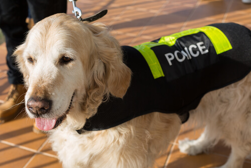 Perro policía
