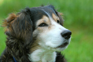 ¿Cómo rescatar a un perro que se ahoga?