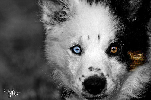Hay razas de perros con un ojo de cada color
