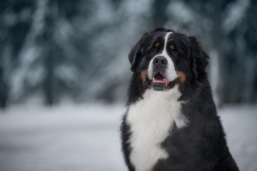 Nombres para perros de gran tamaño