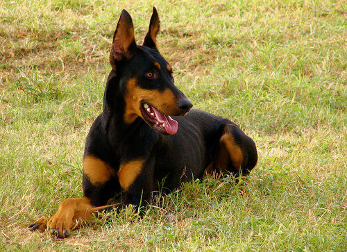 13 razas de perros de trabajo