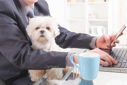Los perros en el trabajo, maravillosa compañía