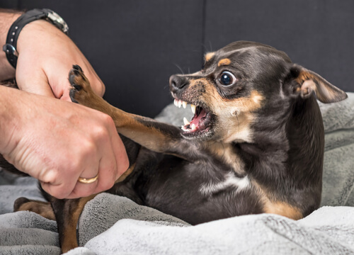 ¿Por qué los perros no me quieren?