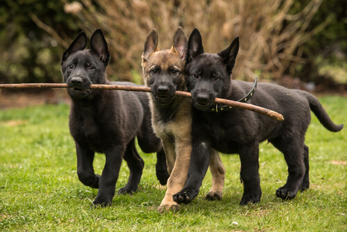 Ocho razas de perros cariñosos
