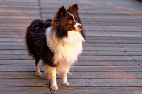 ¿Cuál es la personalidad del perro?