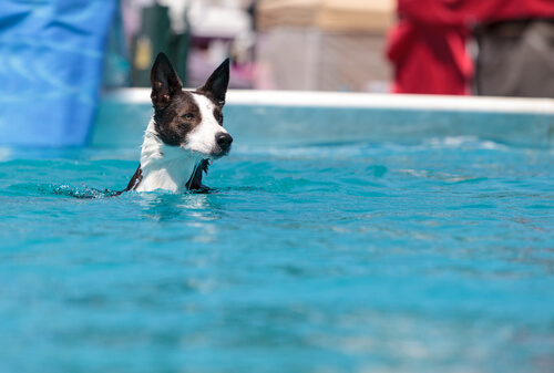 Piscinas para perros