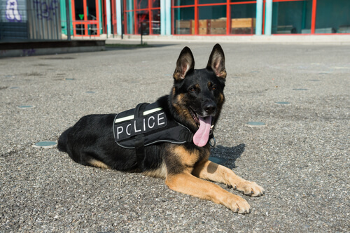 El entrenamiento de los perros antidroga
