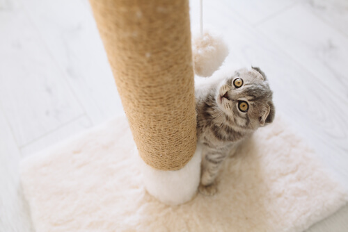 Postes rascadores para gatos