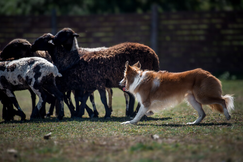 border collie en entrenamiento de pastoreo 