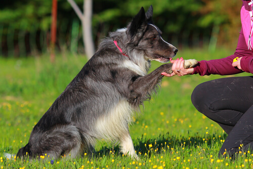 border collie para pastoreo siendo entrenado