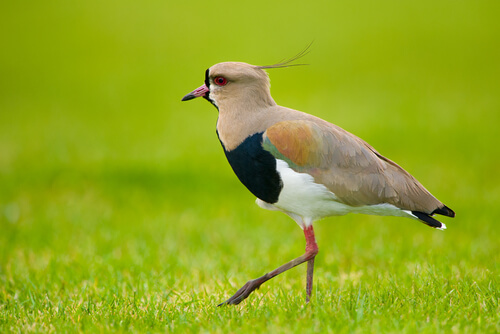 Pajaro tero