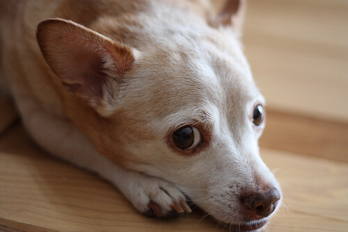 ¿Hay test de alergia para perros?