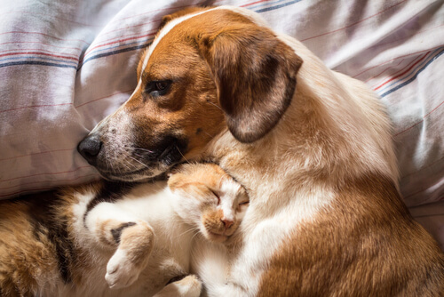 El tratamiento de la diarrea en perros y gatos