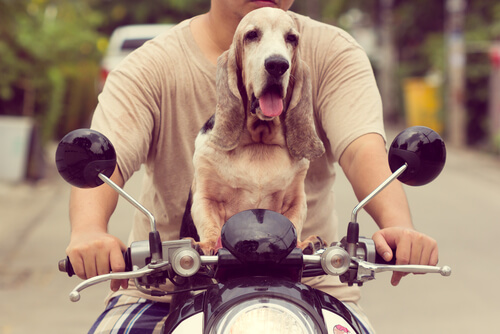 ¿Cómo viajar en moto con tu perro?