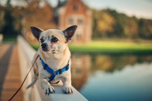 La vuelta de la residencia canina
