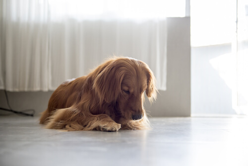 ¿Por qué tu perrita se lame la vulva?