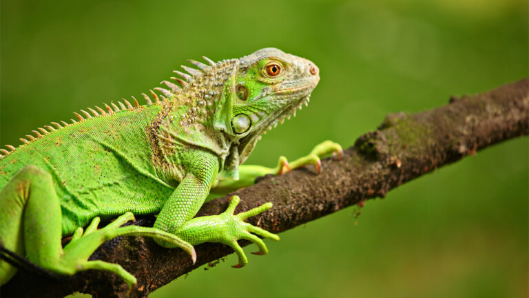 La iguana como mascota