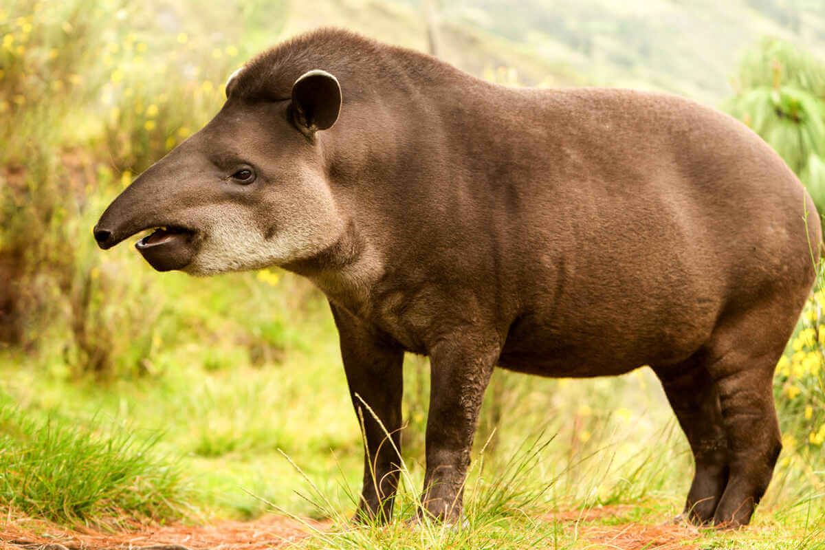 Tapir abriendo la boca y parado en la naturaleza. 