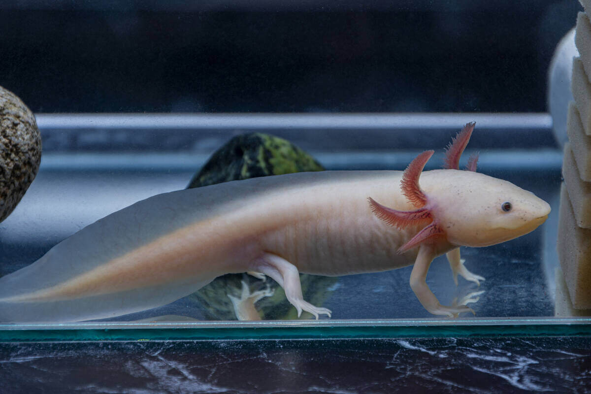 Ajolote en el fondo de un acuario.