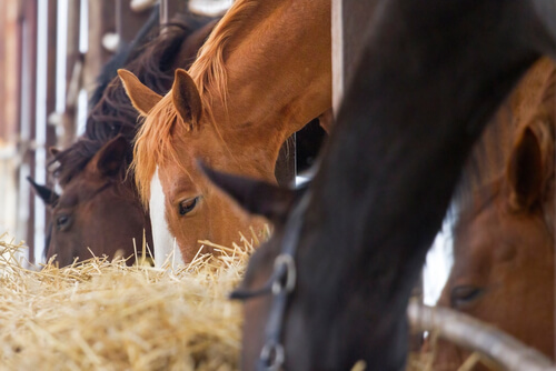La alimentación de tu caballo, ¿qué le debes dar?