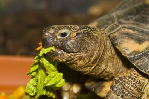 Alimentación ideal de una tortuga