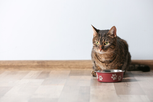 Alimentos peligrosos para gatos