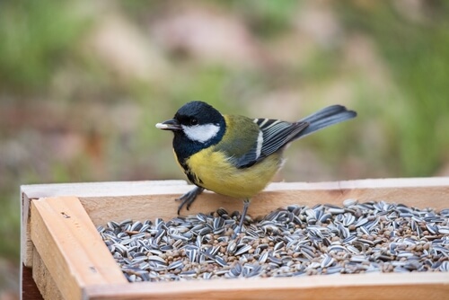 11 alimentos venenosos para aves