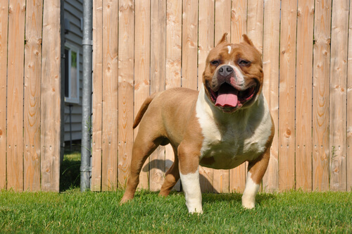 An American Bully.