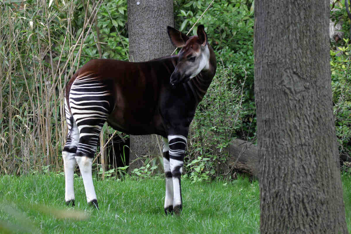 Okapi cerca de unos árboles mirando hacia atrás. 