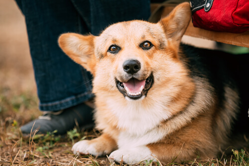 Adopting an adult dog.