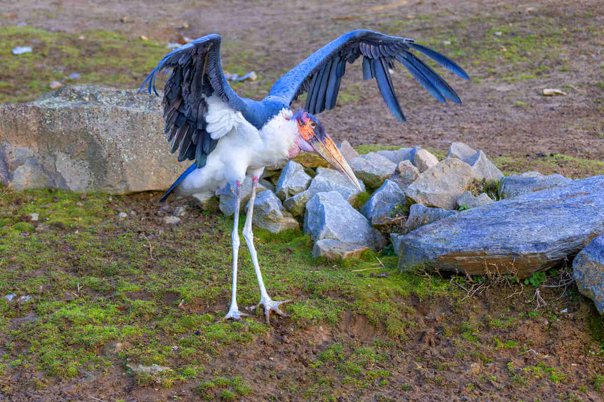 Marabú africano desplegando las alas en plena naturaleza. 